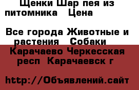 Щенки Шар пея из питомника › Цена ­ 25 000 - Все города Животные и растения » Собаки   . Карачаево-Черкесская респ.,Карачаевск г.